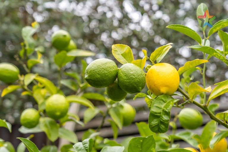 Photo of property in 50b Garden Road, Avalon, Lower Hutt, 5011