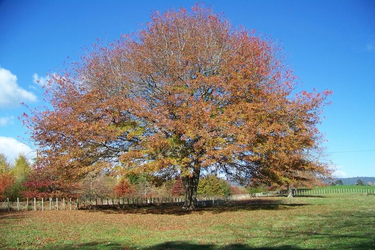 Photo of property in 498 Paratu Road, Richmond Downs, Walton, 3475