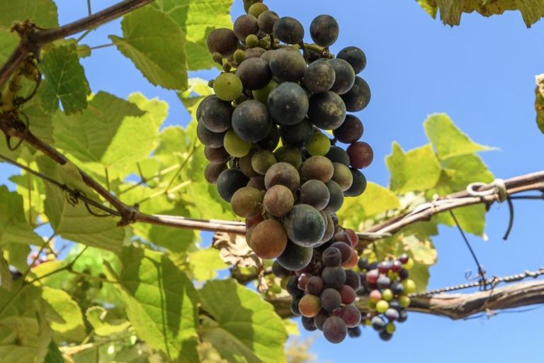 Photo of property in 22 Hansard Place, Bethlehem, Tauranga, 3110