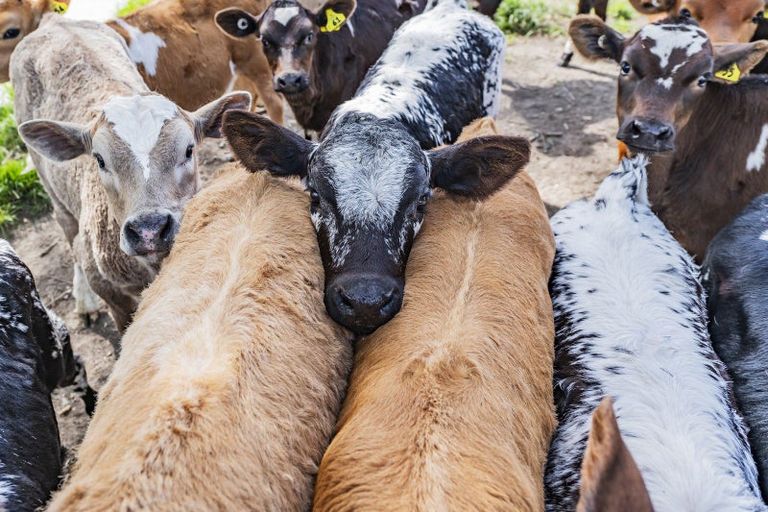 Photo of property in 41 Poplar Lane, Lincoln, Christchurch, 7674