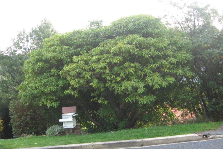 Photo of property in 211 Signal Hill Road, Opoho, Dunedin, 9010