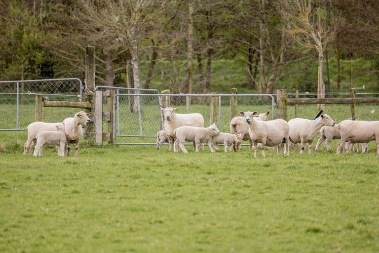 Photo of property in 118 Threlkelds Road, Ohoka, Kaiapoi, 7692