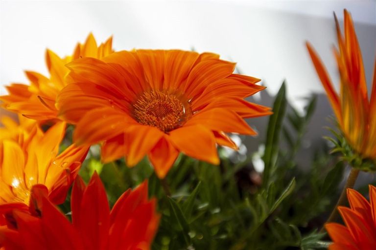 Photo of property in 29 Margaret Road, Raumati Beach, Paraparaumu, 5032