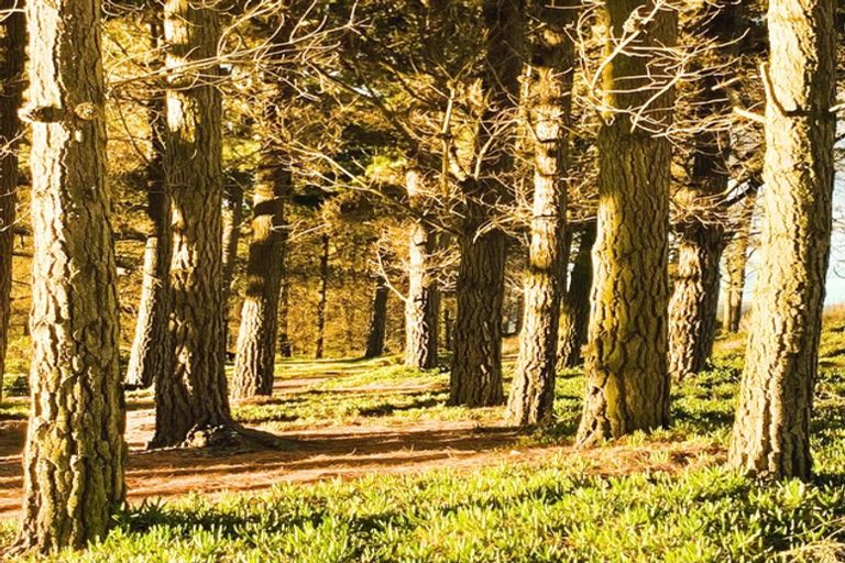 Photo of property in 12 Chamberlain Avenue, Amberley, 7481