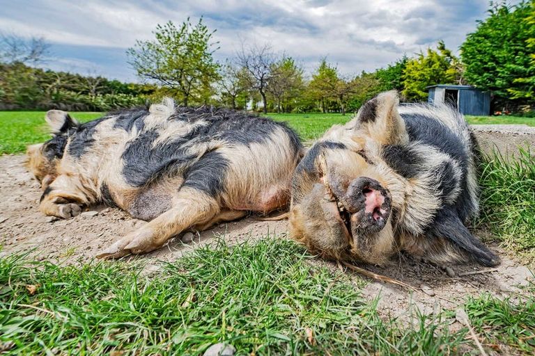 Photo of property in 4 Pattons Road, Mount Somers, 7771