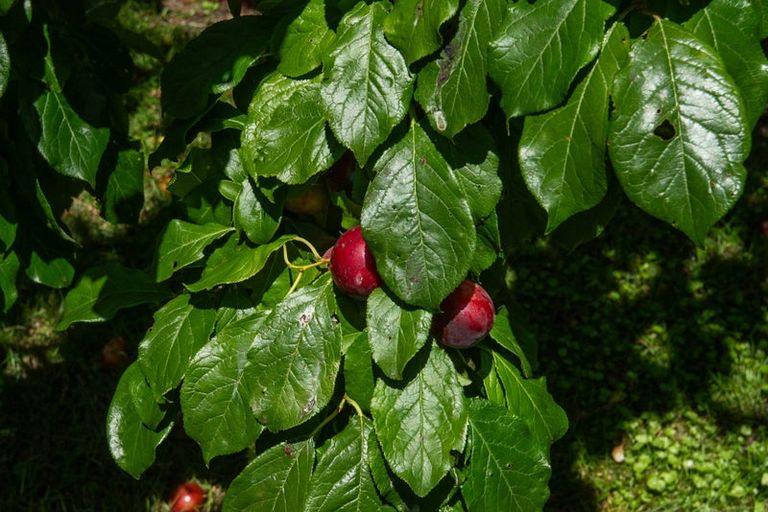 Photo of property in 77 Oak Grove, Ashburton, 7700