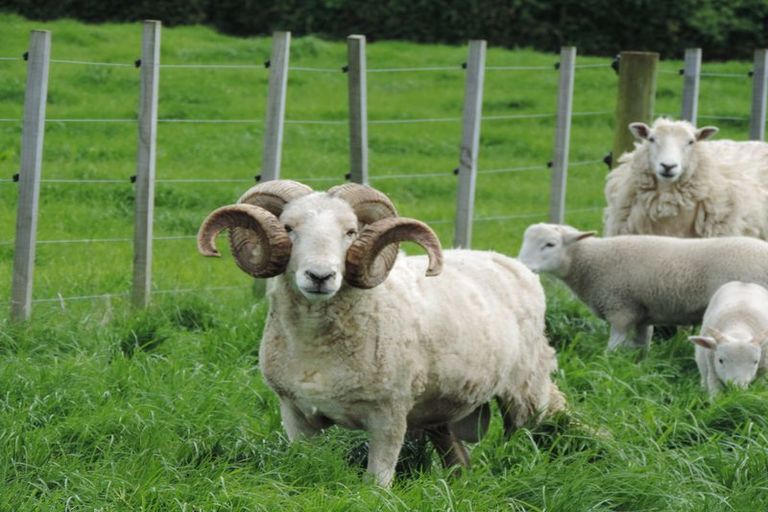 Photo of property in 31 Stopford Road, Te Poi, Matamata, 3473