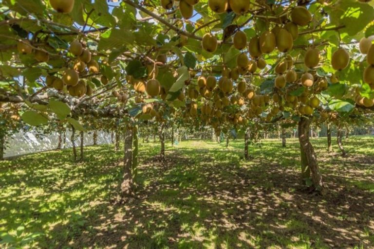 Photo of property in 1162a No 3 Road, Te Puke, 3183