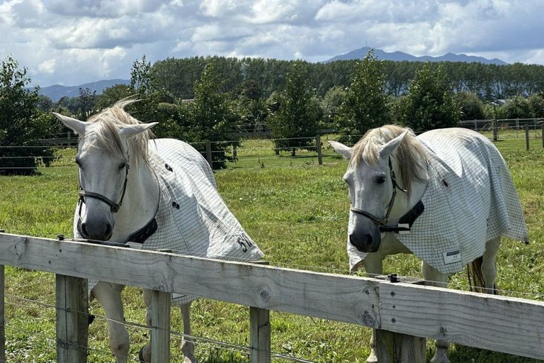 Photo of property in 338 No 9 Road, Springdale, Waitoa, 3380