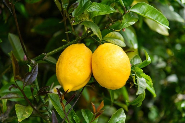 Photo of property in 12 Dewe Avenue, Feilding, 4702