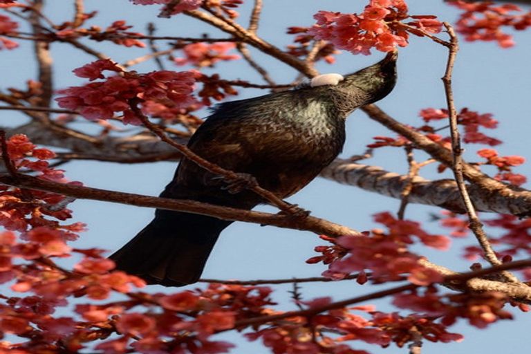 Photo of property in 10 Tui Glen Road, Birkenhead, Auckland, 0626