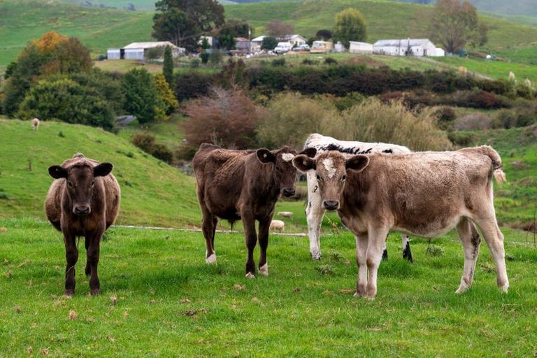 Photo of property in 508c Henry Watson Road, Richmond Downs, Walton, 3475