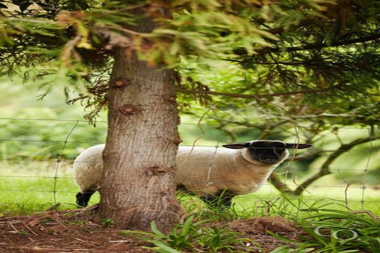 Photo of property in 56e Te Puna Road, Te Puna, Tauranga, 3174