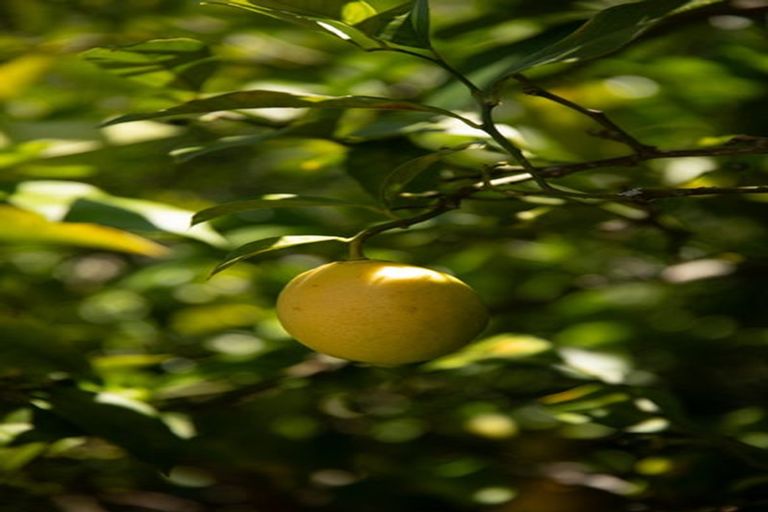 Photo of property in 1 Russell Street, Paeroa, 3600