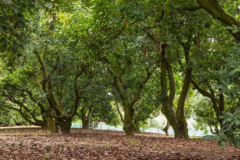 Photo of property in 527 Omanawa Road, Omanawa, Tauranga, 3171