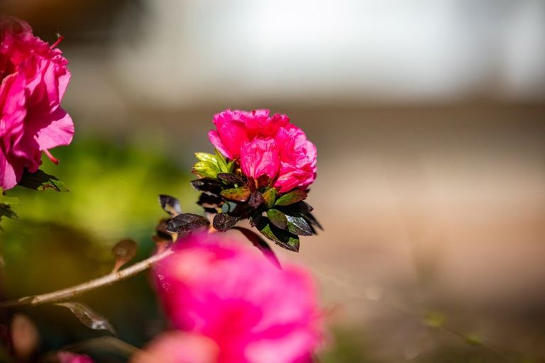 Photo of property in 18c Clifton Road, Hamilton Central, Hamilton, 3204