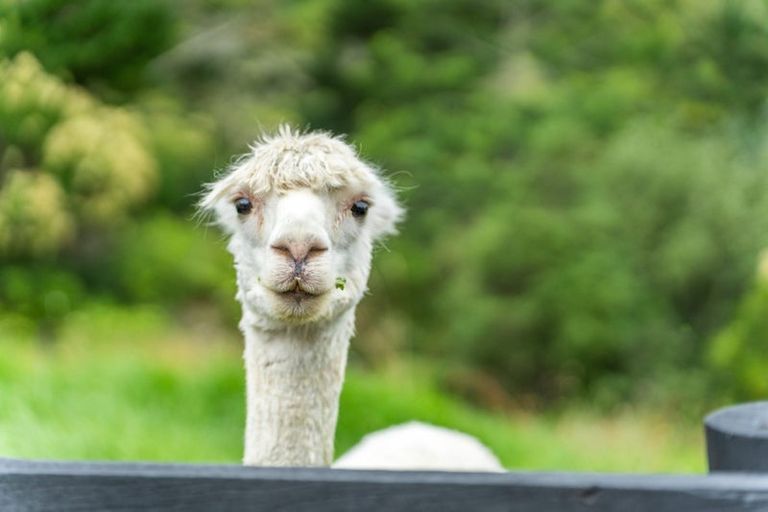 Photo of property in 253 Whitford Road, Shamrock Park, Howick, 2571