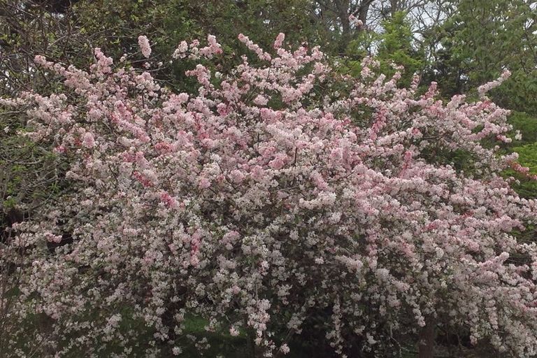 Photo of property in 10 Belvedere Court, West Harbour, Auckland, 0618