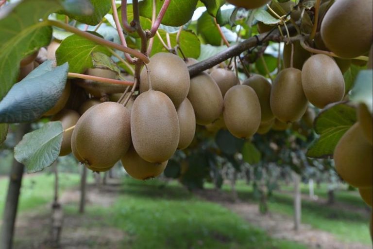 Photo of property in 35 Poplar Lane, Kerikeri, 0293