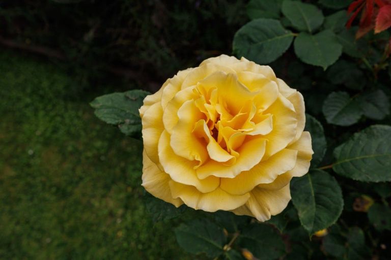 Photo of property in 246 Albert Street, Hokowhitu, Palmerston North, 4410