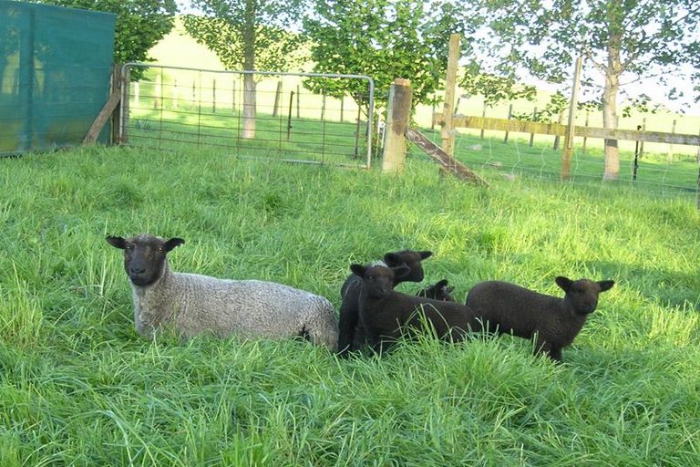 Photo of property in 215 Somerville Road, Tapapa, Tirau, 3485