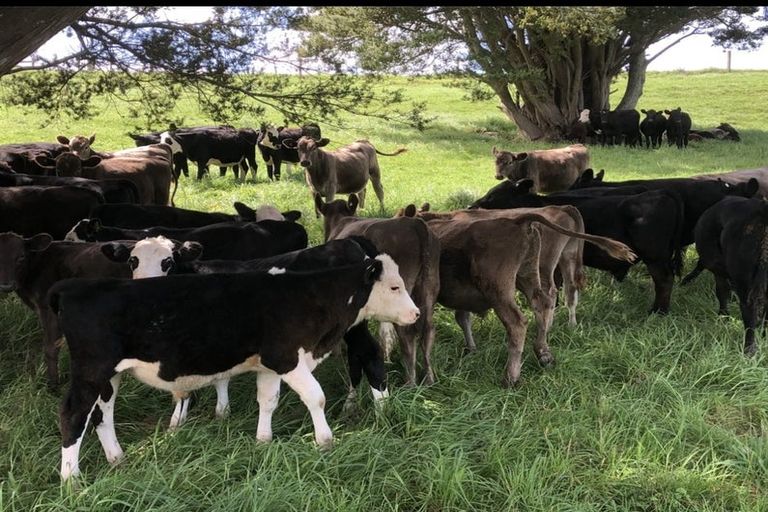 Photo of property in 492 Wairere Road, Paparoa, 0571