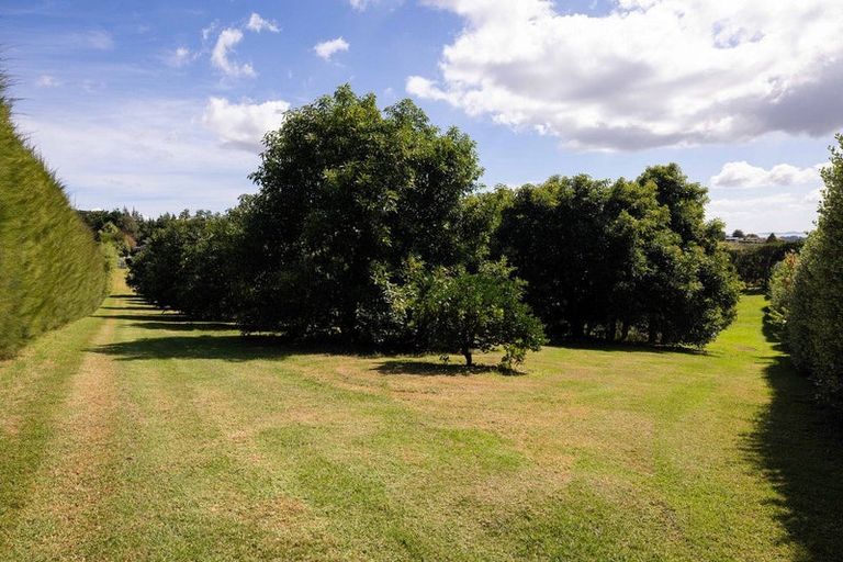 Photo of property in 313 Youngson Road, Whakamarama, Tauranga, 3179