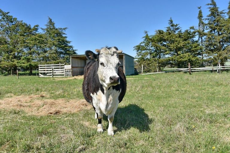 Photo of property in 606 Pesters Road, West Eyreton, Rangiora, 7475