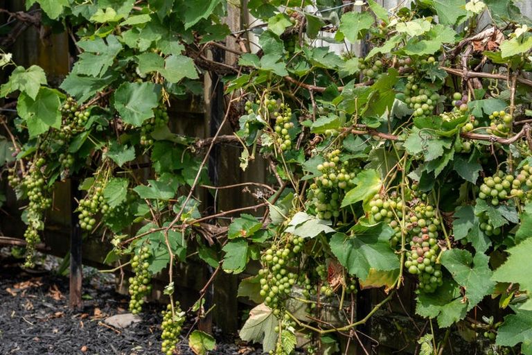 Photo of property in 244b Waiwhetu Road, Waterloo, Lower Hutt, 5011