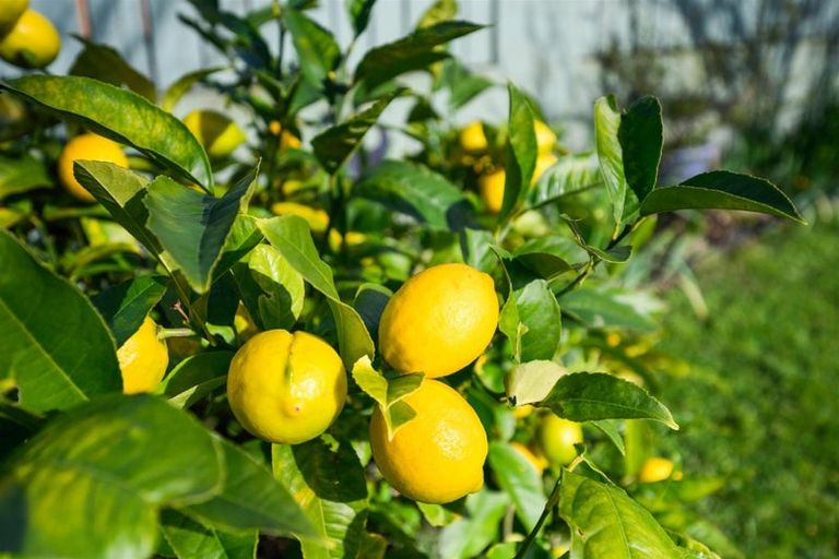 Photo of property in 21 Flower Street, Bulls, 4818