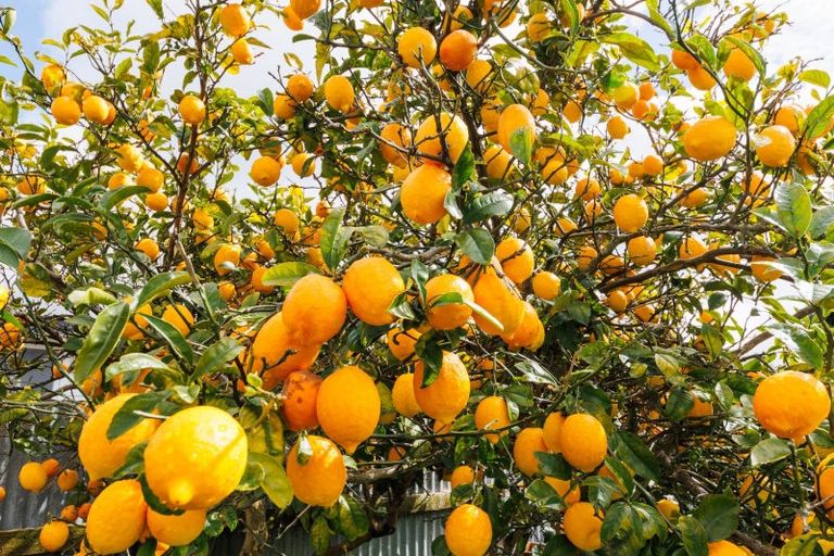 Photo of property in 40 Lincoln Street, Ashhurst, 4810