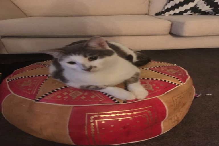 Photo of property in 2/35 Manuka Road, Bayview, Auckland, 0629