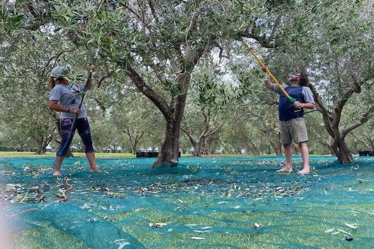 Photo of property in 478 Hihi Road, Hihi, Mangonui, 0494