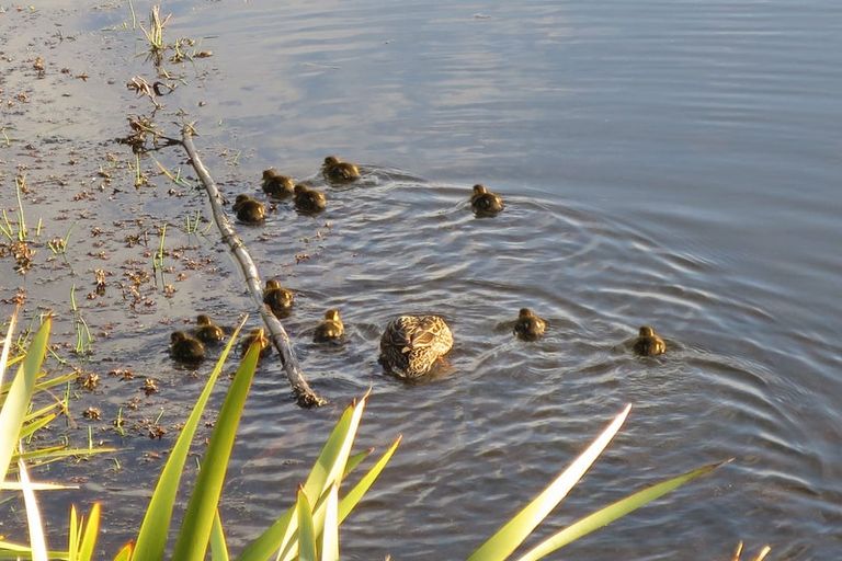 Photo of property in 81 Awatea Avenue, Paraparaumu, 5032
