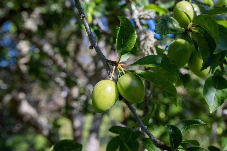 Photo of property in 1544 Motueka River West Bank Road, Motueka Valley, Motueka, 7196