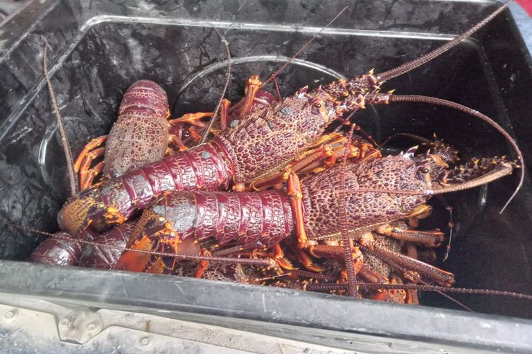 Photo of property in 1979 State Highway 1, Half Moon Bay, Kaikoura, 7371
