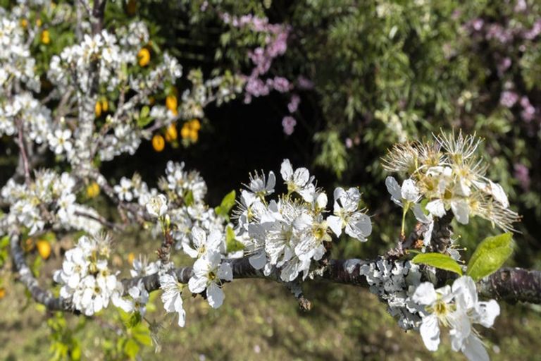 Photo of property in 19 Russell Road, Huntly, 3700