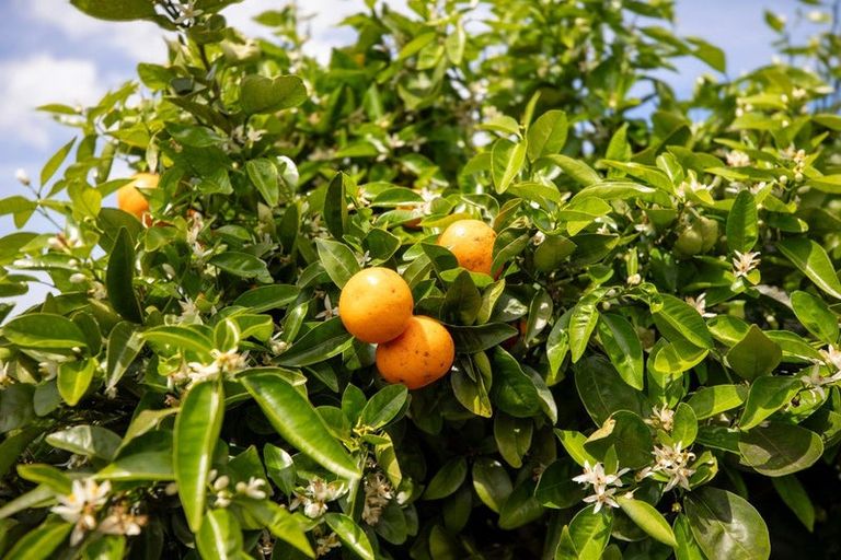 Photo of property in 18 Tynan Street, Te Puke, 3119