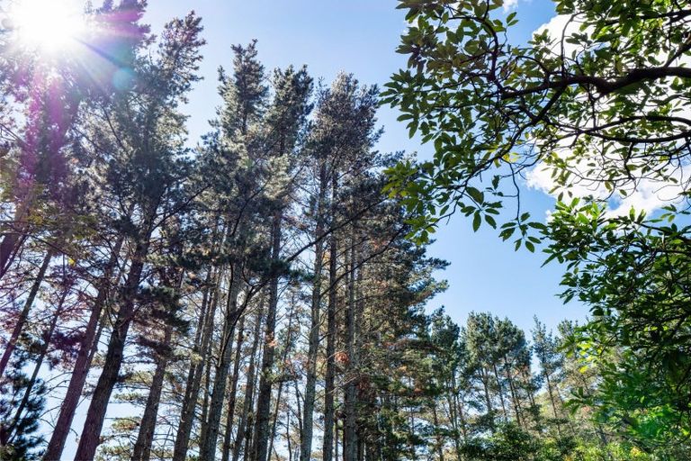 Photo of property in 168 Youngson Road, Whakamarama, Tauranga, 3179