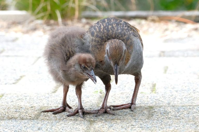 Photo of property in 63 Waiewe Street, Whakatane, 3120