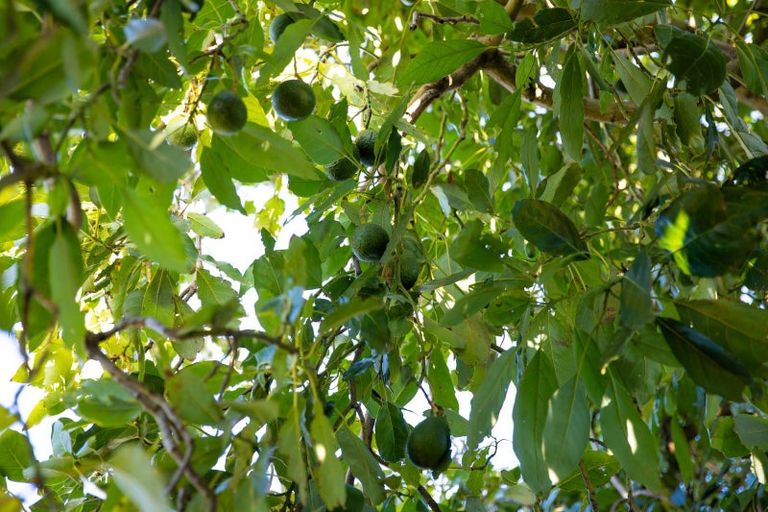 Photo of property in 1006 Glenhope Street, Mahora, Hastings, 4120