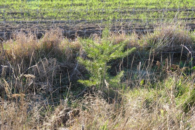 Photo of property in 38 Hollands Road, Tinwald, Ashburton, 7771