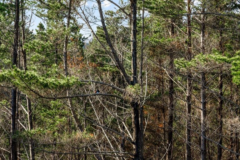 Photo of property in 66 Owhiwa Road, Parua Bay, Onerahi, 0192