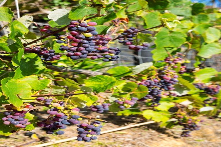 Photo of property in 140 Lawson Drive, Tutukaka, Whangarei, 0173