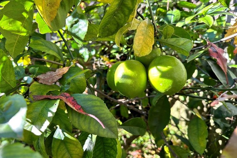 Photo of property in 42 Russell Road, Manurewa, Auckland, 2102