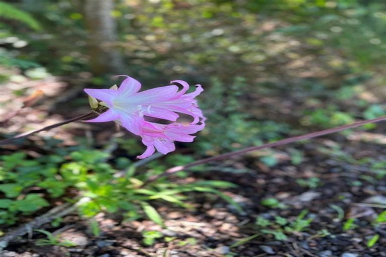 Photo of property in 583 Kopuku Road, Maramarua Forest, Te Kauwhata, 3781