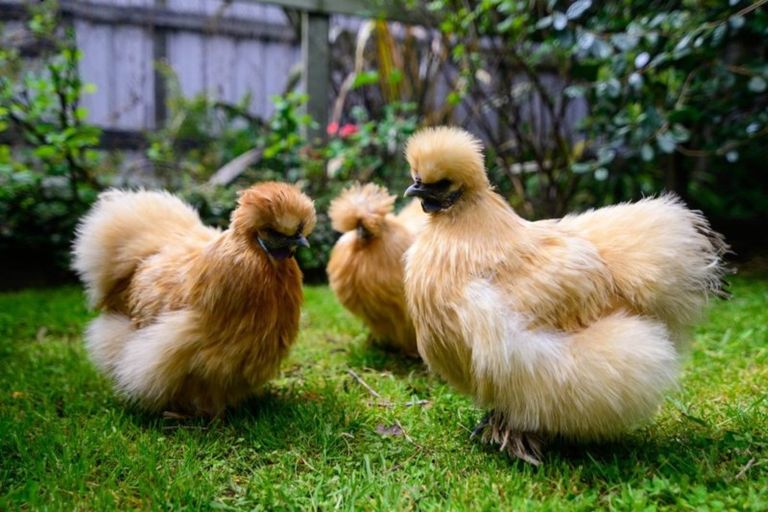 Photo of property in 65 Wallace Crescent, Glenholme, Rotorua, 3010