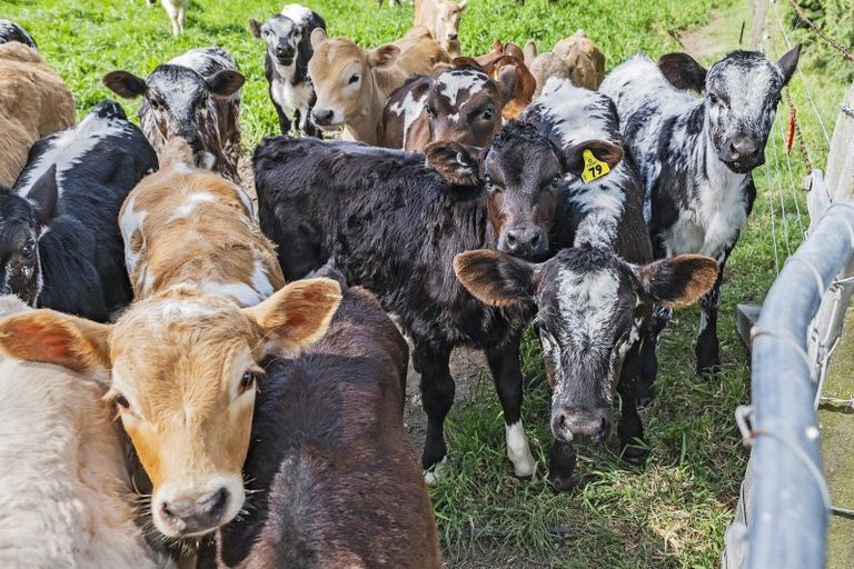 Photo of property in 41 Poplar Lane, Lincoln, Christchurch, 7674