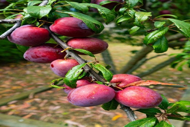 Photo of property in 28 Grove Avenue, Weston, Oamaru, 9401