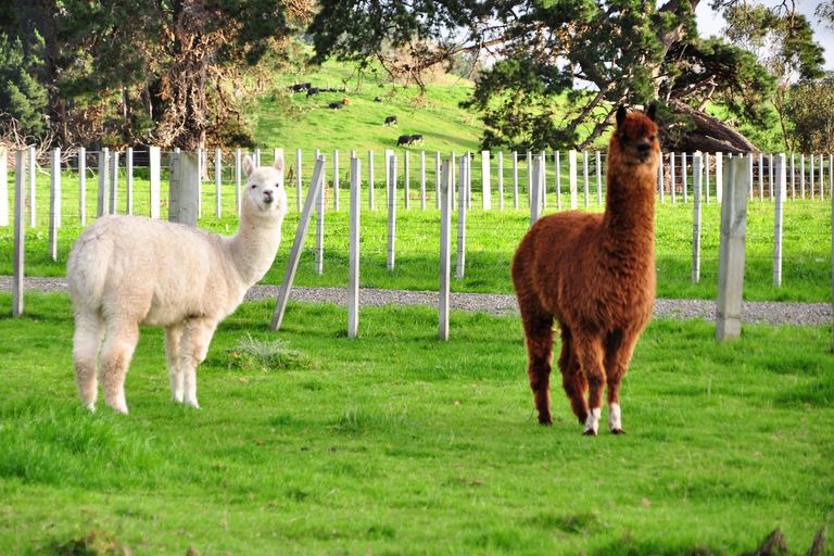 Photo of property in 44 Forest Hill Road, Aokautere, Palmerston North, 4471